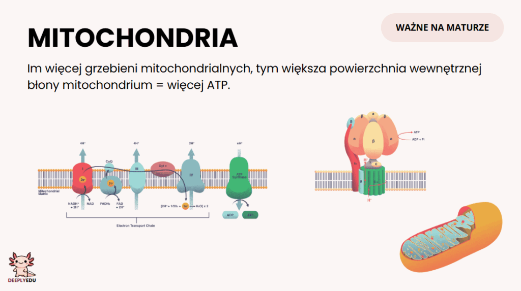 Notatka z biologii — mitochondria i łańcuch oddechowy