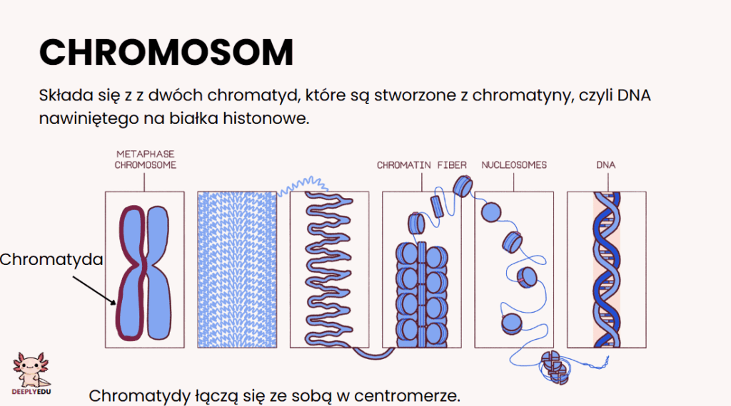 Notatka z biologii — budowa chromosomu